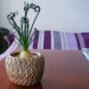 Albuca spiralis – Image 4