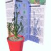 Albuca spiralis – Image 3