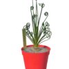 Albuca spiralis