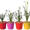 Albuca spiralis – Image 5