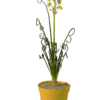 Albuca spiralis – Image 2