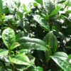 Théier - Camellia sinensis – Image 4