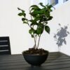 Théier - Camellia sinensis – Image 2