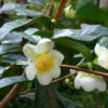 Théier - Camellia sinensis – Image 5