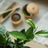 Théier - Camellia sinensis – Image 3