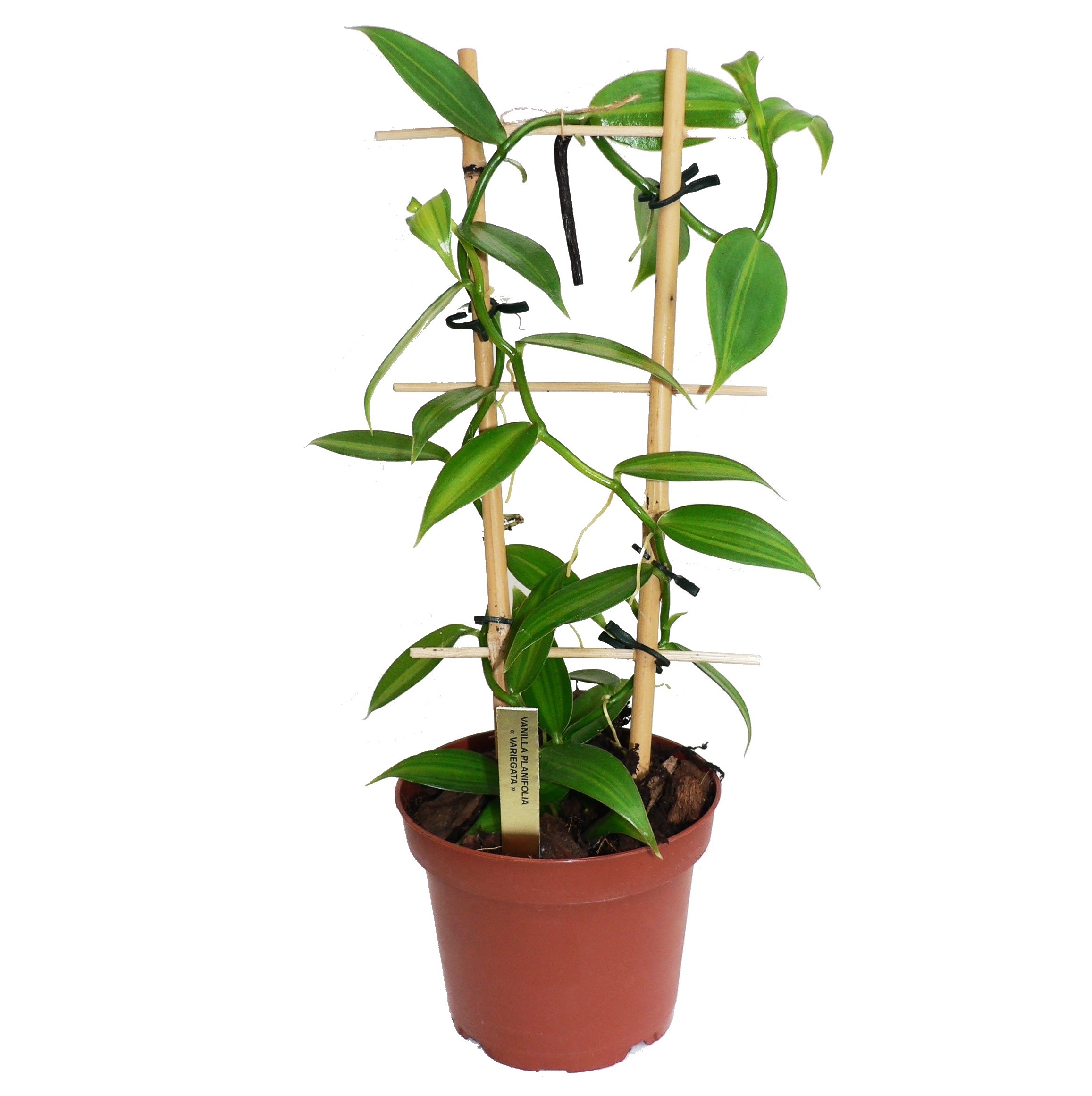 Vanille – Vanilla planifolia “variegata” – PlantaBox