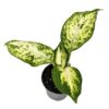 Dieffenbachia maculata