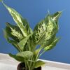 Dieffenbachia maculata – Image 3