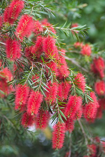 Rince-bouteilles rigide - Callistemon rigidus - Le Jardin du Pic Vert