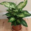 Dieffenbachia maculata – Image 2