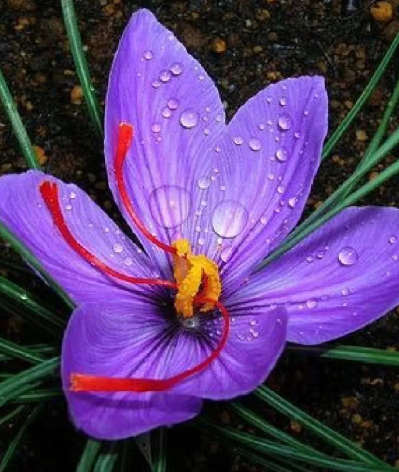 SAFRAN TUBE Prix au tube 1gr, Stigmate poudre (Crocus sativus