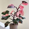 Philodendron Pink Princess – Image 2
