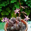 Anacampseros baeseckei – Image 3