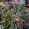 Begonia bipinnatifida – Image 2