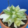 haworthia cymbiformis "variegata" – Image 2