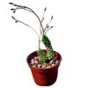 Anacampseros baeseckei