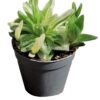 haworthia cymbiformis "variegata"