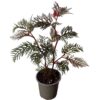 Begonia bipinnatifida