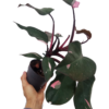 Philodendron Pink Princess