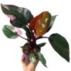 Philodendron Pink Princess – Image 4