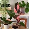 Philodendron Pink Princess – Image 3