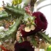 huernia pendurata – Image 3