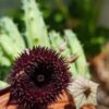 huernia pendurata – Image 2
