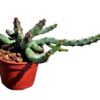 huernia pendurata