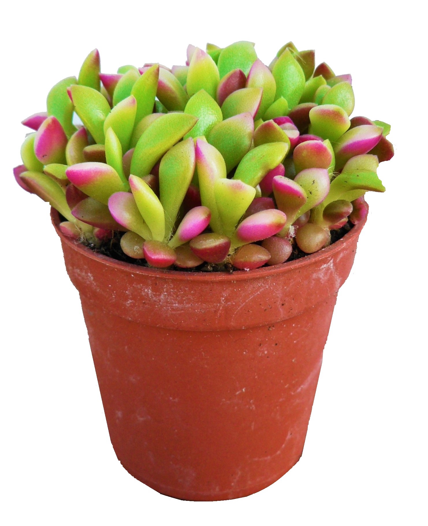 Graines D'Anacampseros Rufescens Panaché (succulente Arc-en-ciel) - Lot De 50 Graines