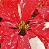 Euphorbia pulcherrima 'Superba Glitter' – Image 2