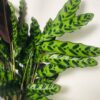 Calathea lancifolia – Image 2