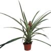 Ananas XXL avec fruit (Ananas comosus)