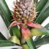 Ananas XXL avec fruit (Ananas comosus) – Image 2