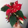 Euphorbia pulcherrima 'Superba Glitter' – Image 3
