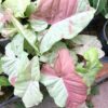 Syngonium Milk Confetti – Image 2