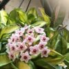Hoya carnosa 'Albomarginata' – Image 3