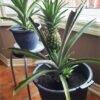 Ananas XXL avec fruit (Ananas comosus) – Image 4