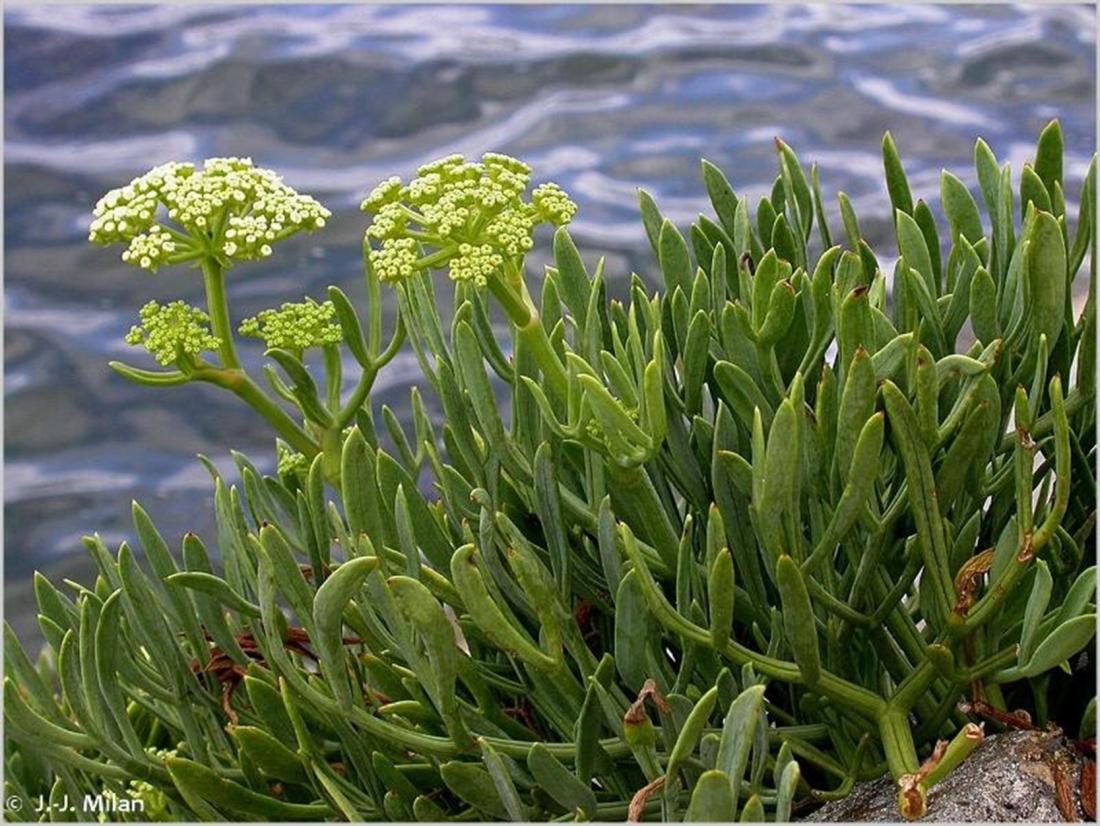 Kit de vivaces: 5 herbes aromatiques - Le Comptoir Vert