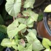Syngonium Milk Confetti – Image 3