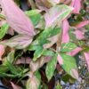 Syngonium podophyllum 'Red Spot' – Image 2