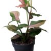 Syngonium podophyllum 'Red Spot'