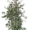 Ficus triangularis 'Variegata' XXL
