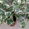 Ficus triangularis 'Variegata' XXL – Image 2