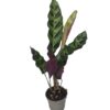 Calathea lancifolia
