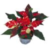 Euphorbia pulcherrima 'Superba Glitter'