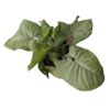 Syngonium Milk Confetti