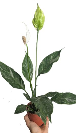 Spathiphyllum Diamond