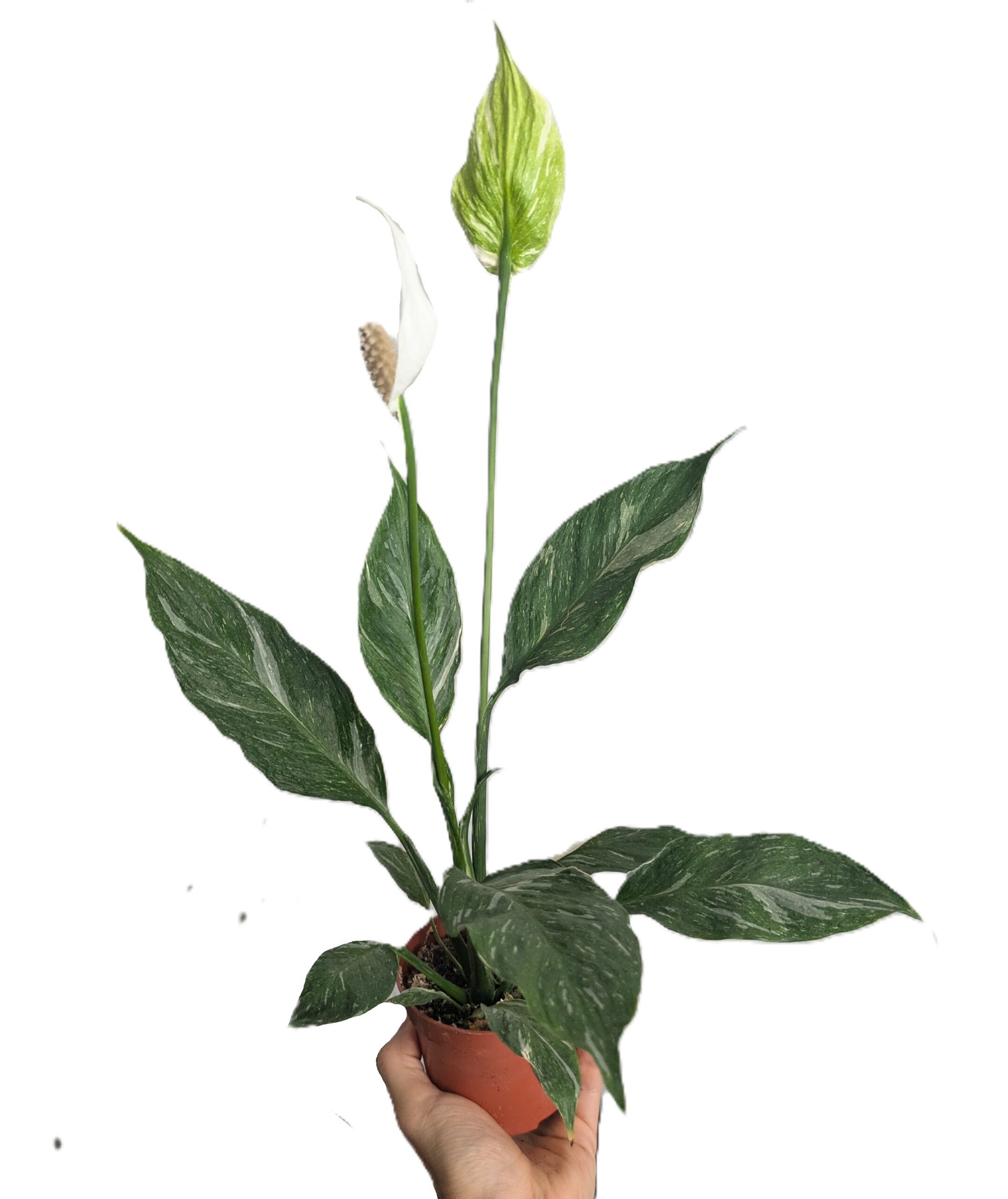 Spathiphyllum Diamond