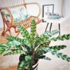 Calathea lancifolia – Image 3