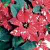 Euphorbia pulcherrima 'Superba Glitter' – Image 4